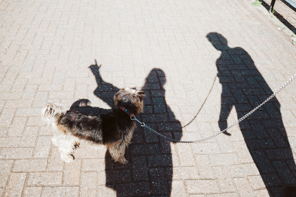 Shadow stories selfie with dog and man
