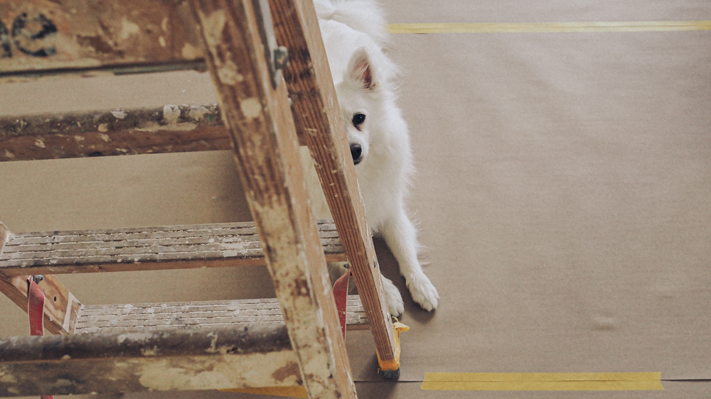 work for joy dog behind ladder