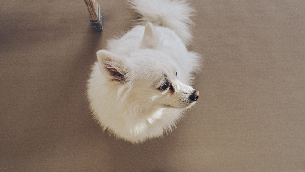 Dog. How to work for joy