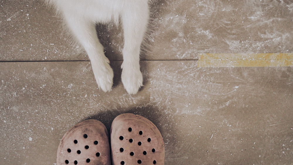 Dog paws and shoes. How to work for joy
