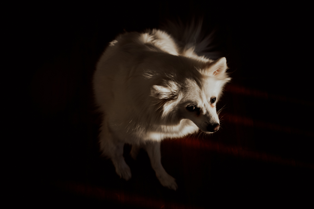 dog photography Feelgood