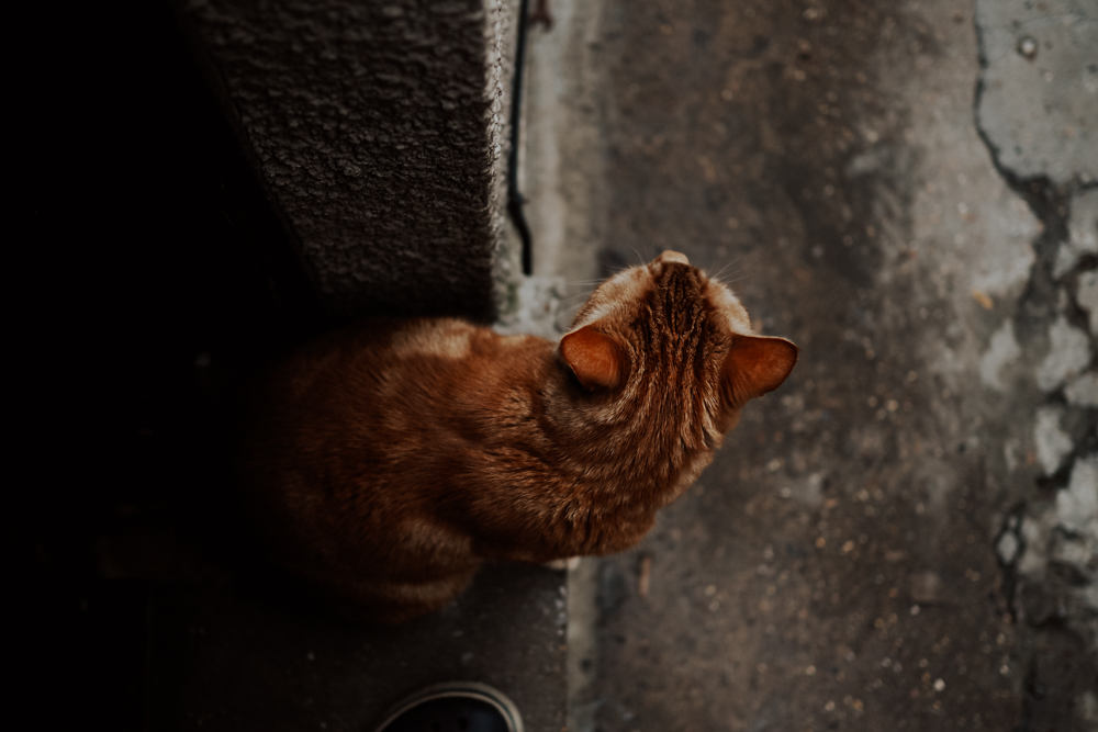 Home-Photography, Lockdown Photography cat looking out
