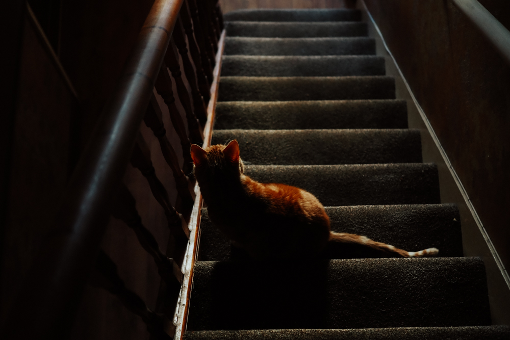 feeling into the picture, cat on stairs, lockdown photography