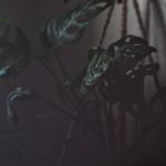 the ordinary Monstera plants Nadine Wilmanns photography