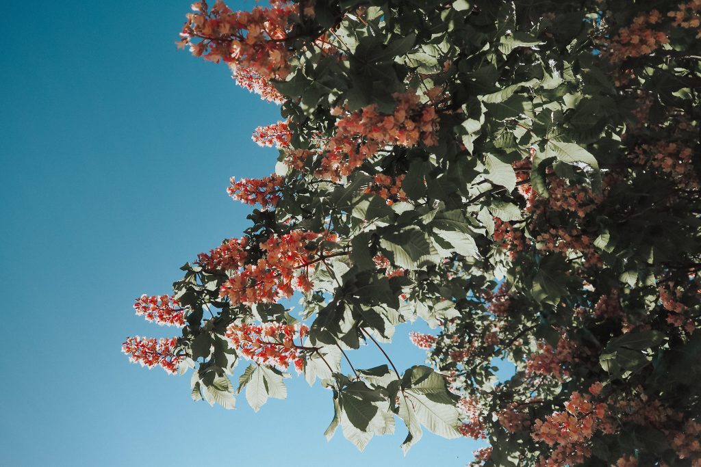 pink blossoms