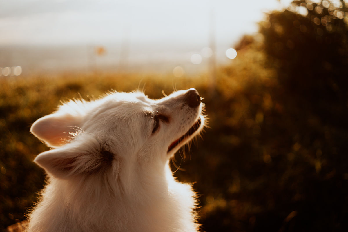 dog sniffing autumn air