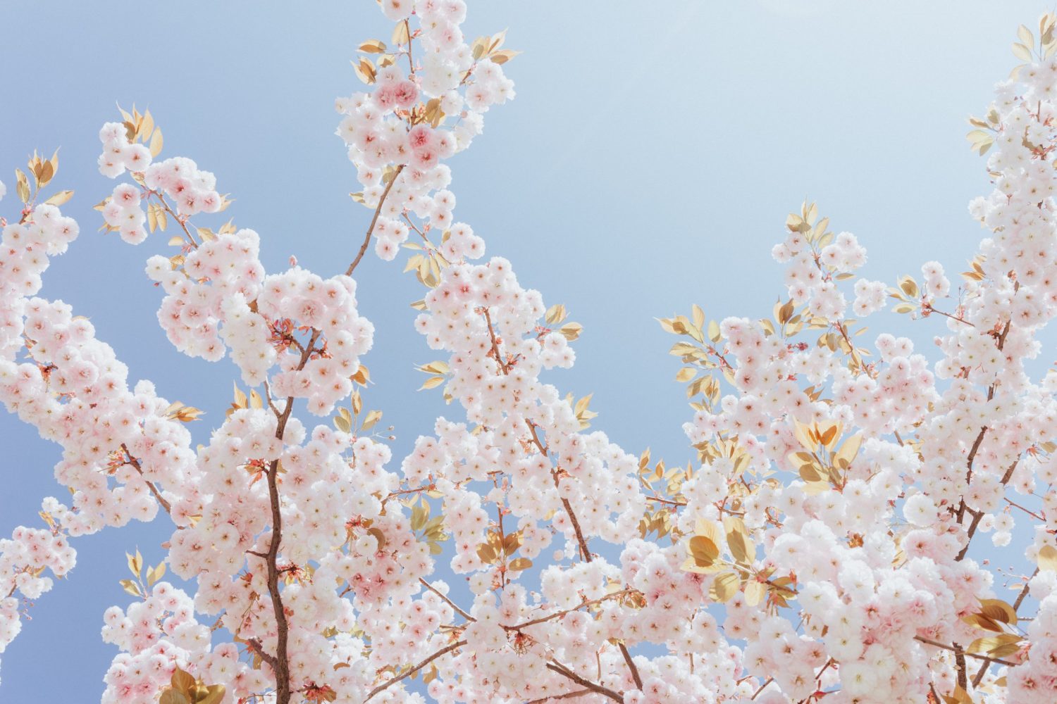 Nadine Wilmanns London petals photography spring