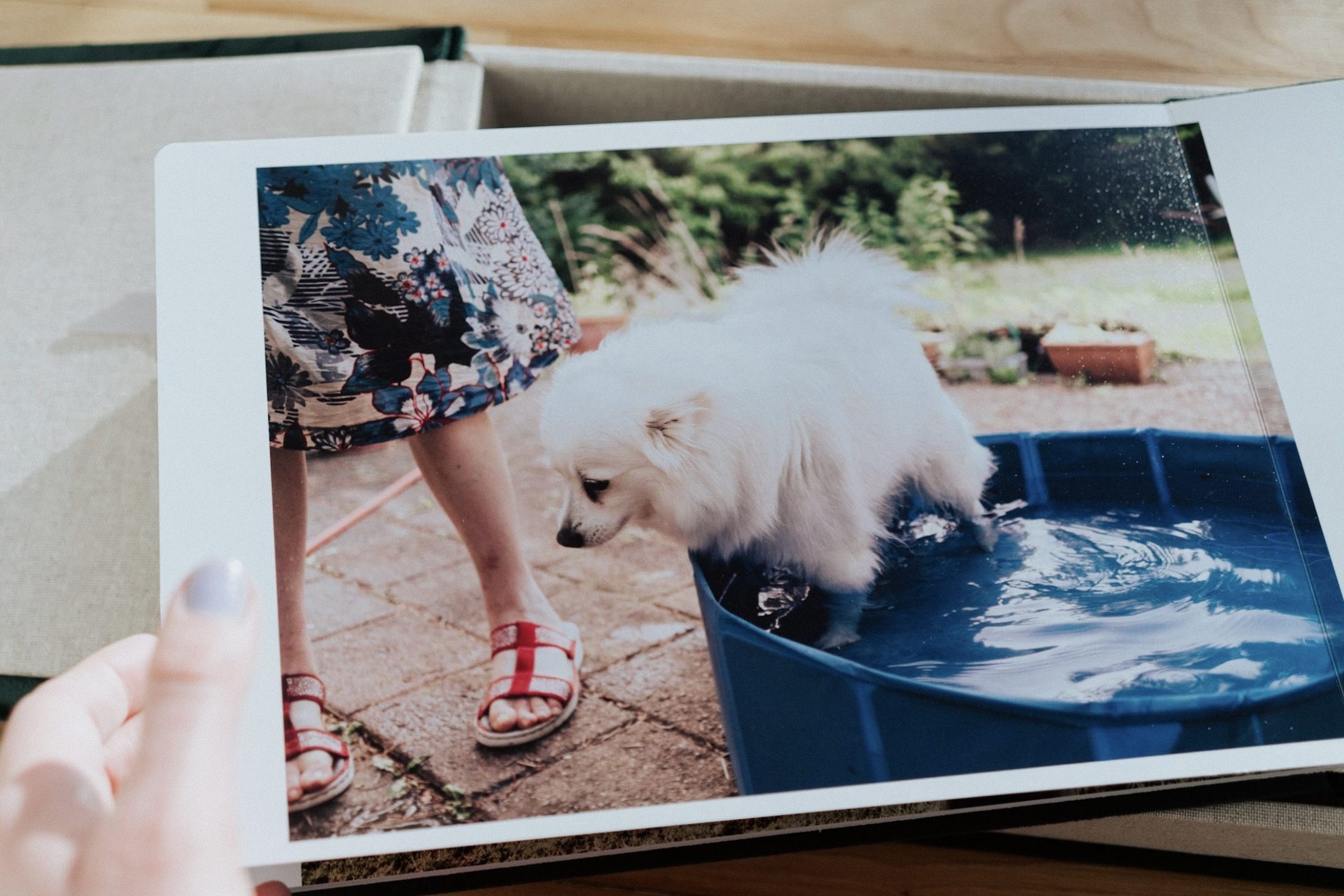 white dog in paddling pool one pool at a time