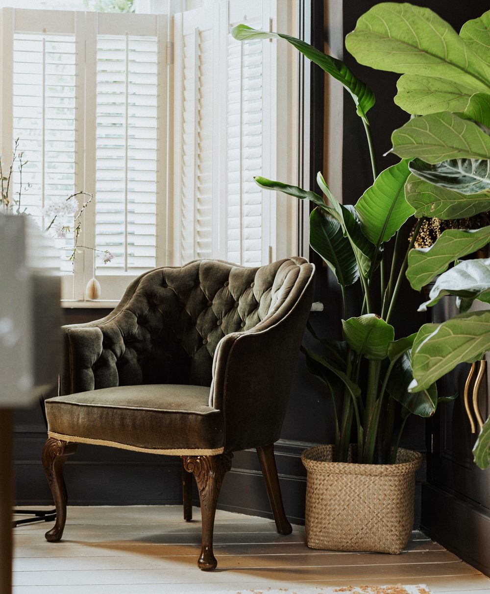 chair next to a plant - the idea of curating
