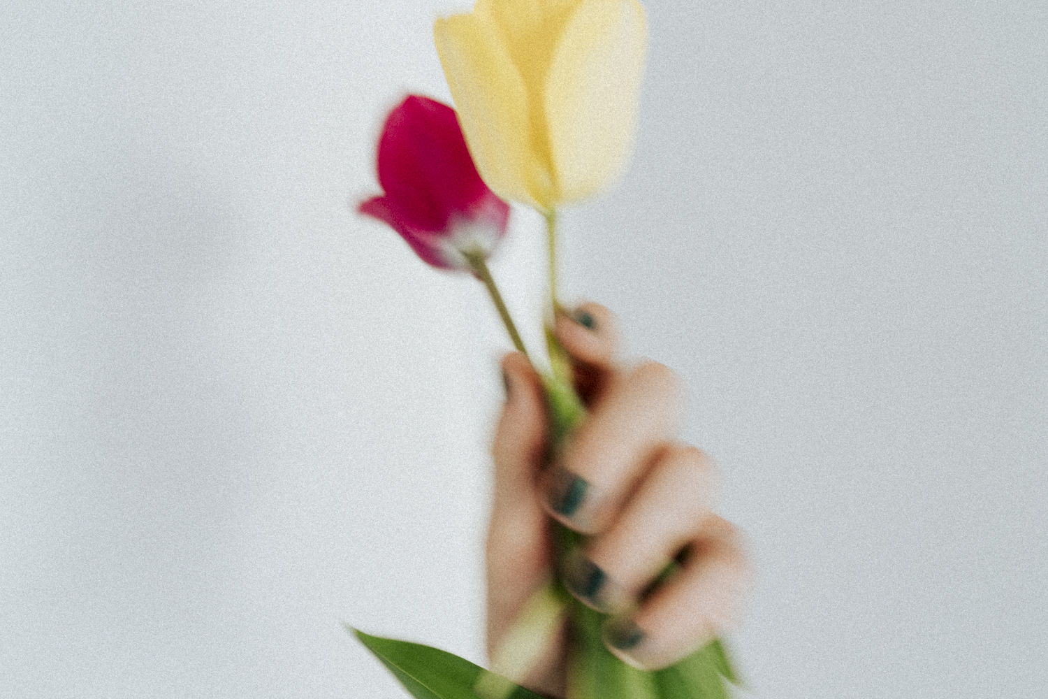 Tulips in hand