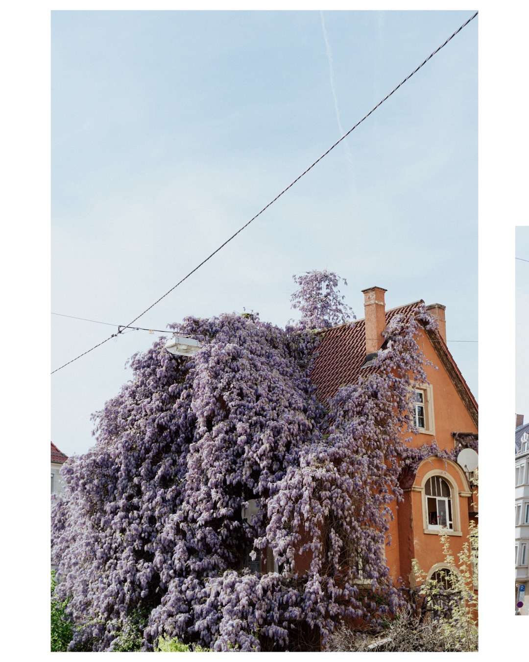 real life moment of a house in Stuttgart overgrown with wisteria