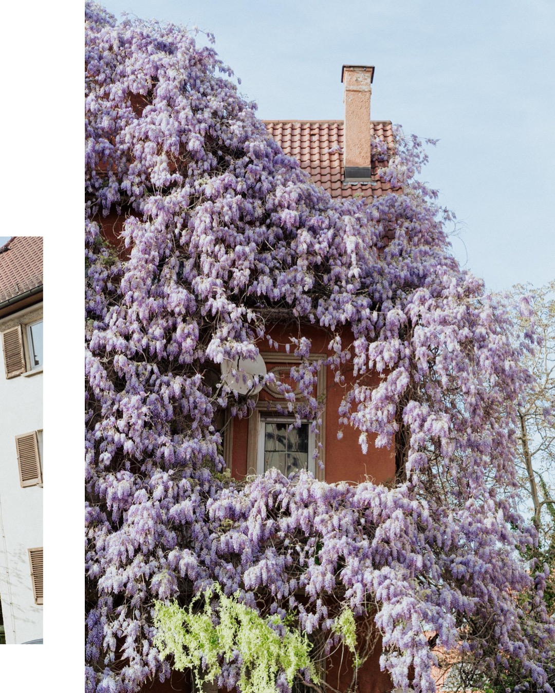 wisteria house a real life moment in Stuttgart