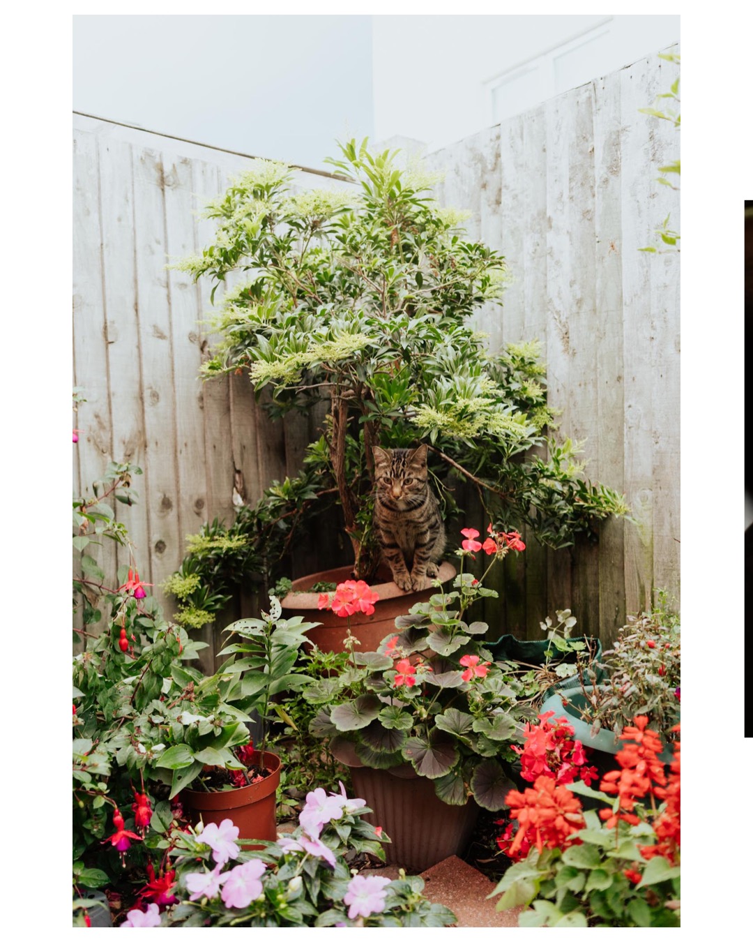 September Christmas Cronicles cat in bush