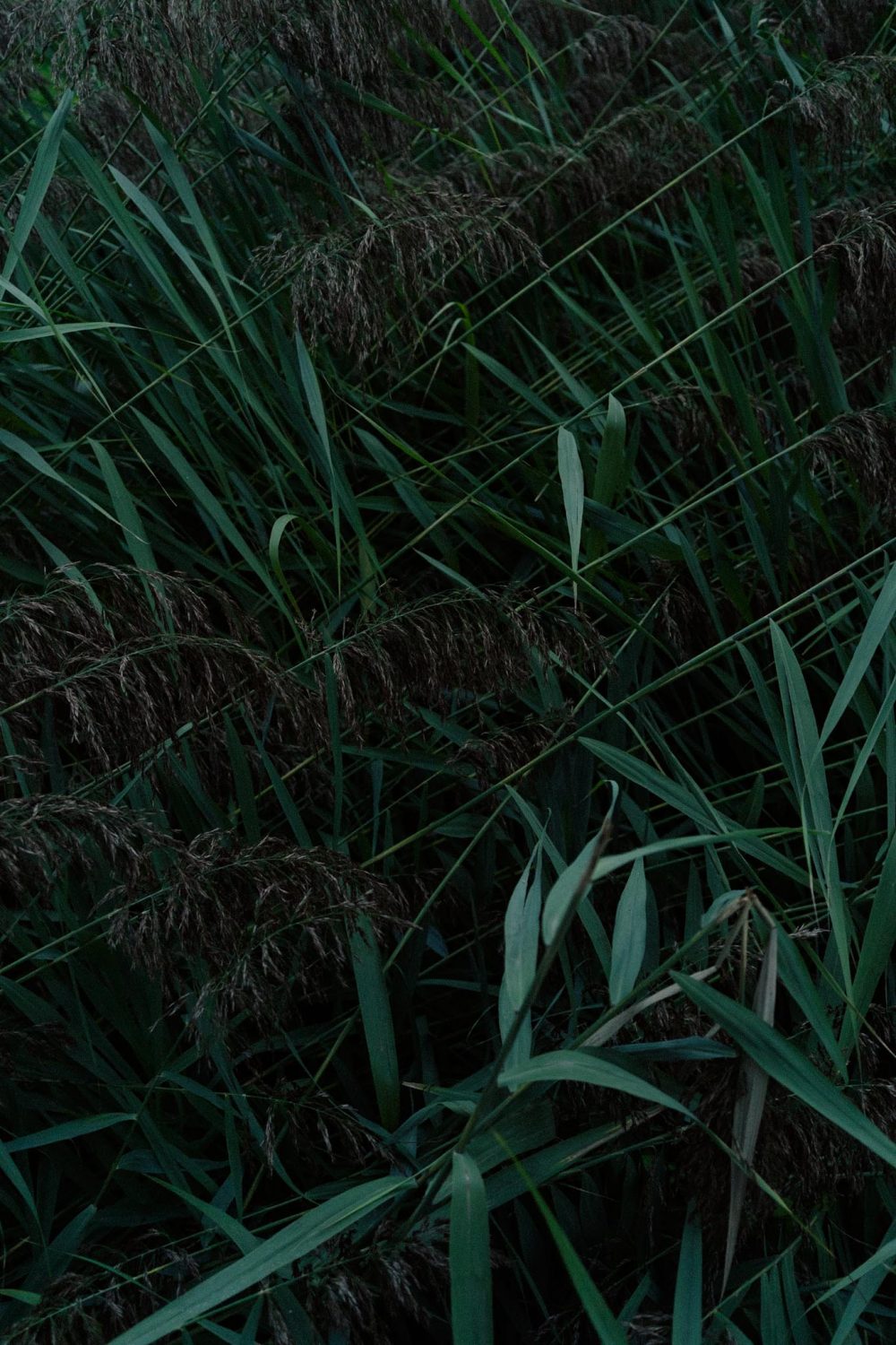 Mood photo of grass