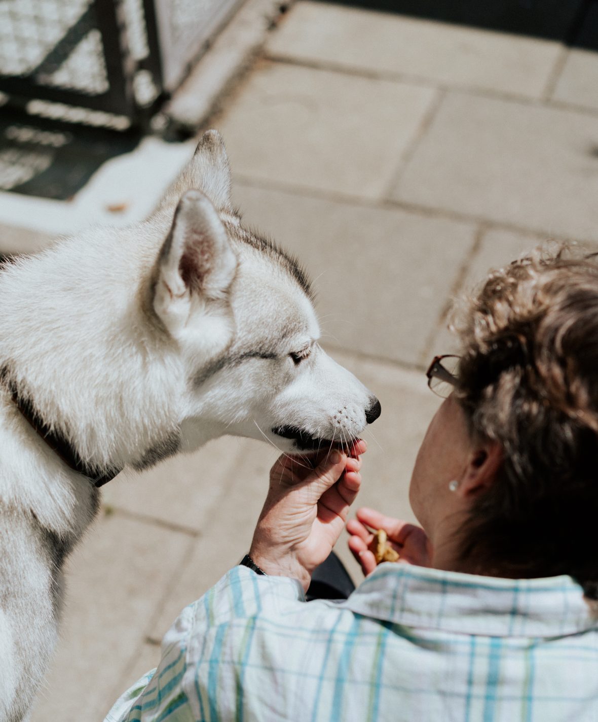 Woman feeding dog cookies to a dog