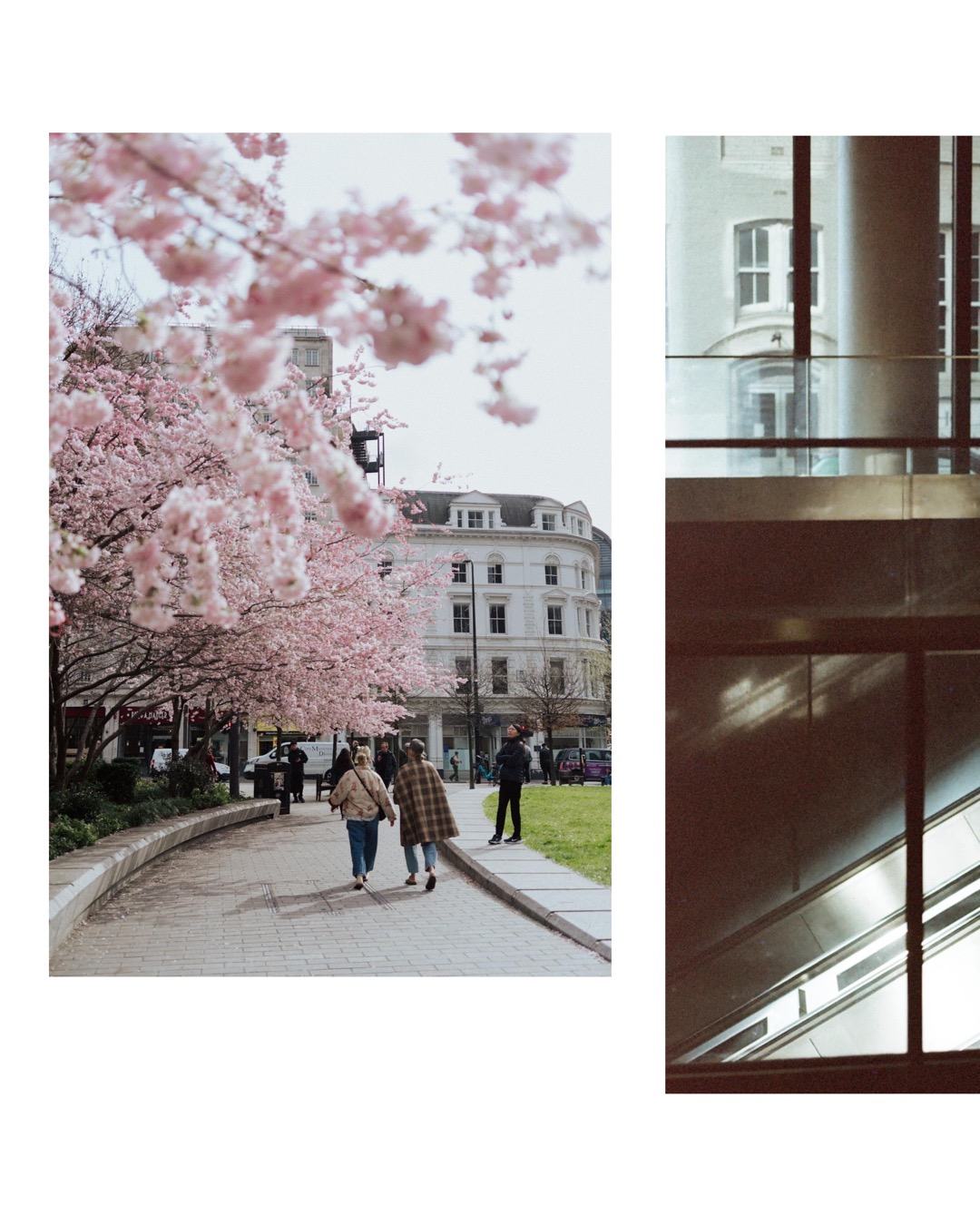 cherry blossom tree in London