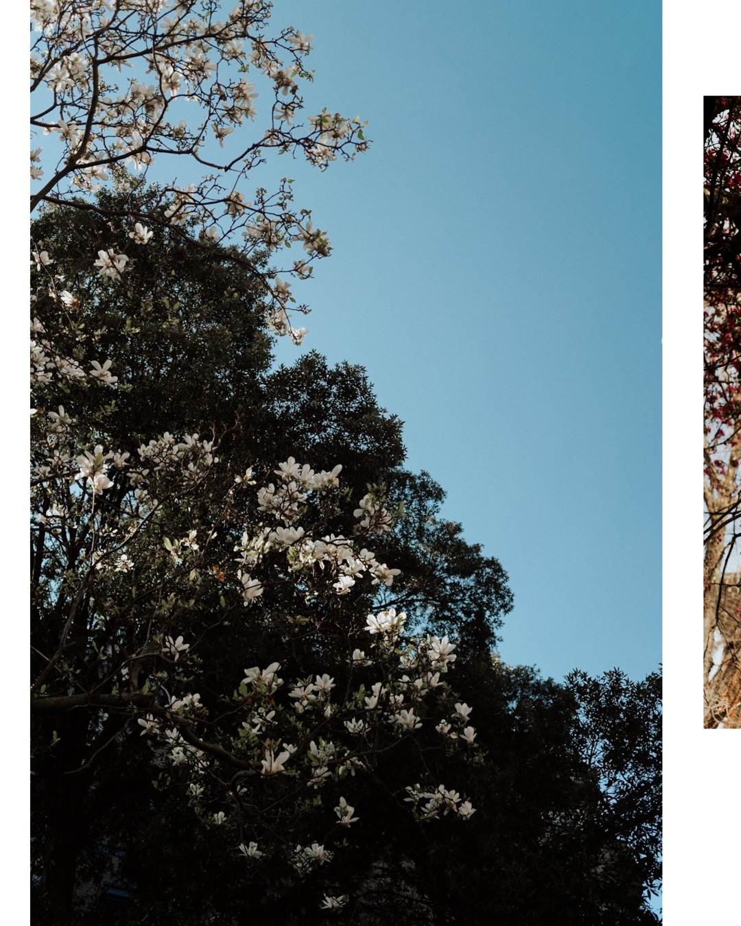 Magnolias