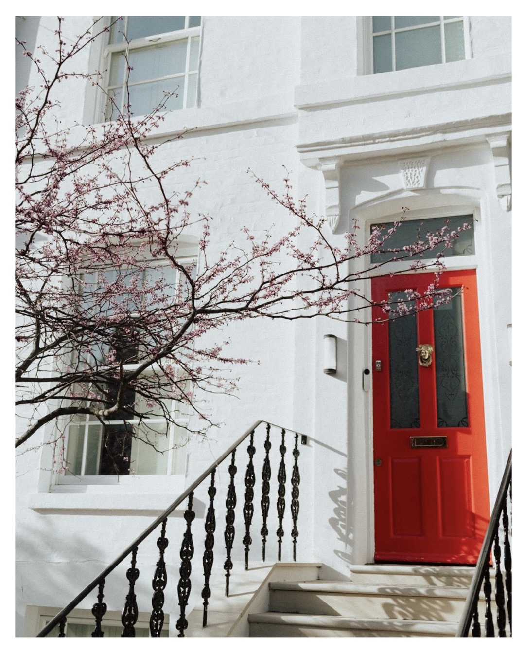 red door in London house with spring blossom tree