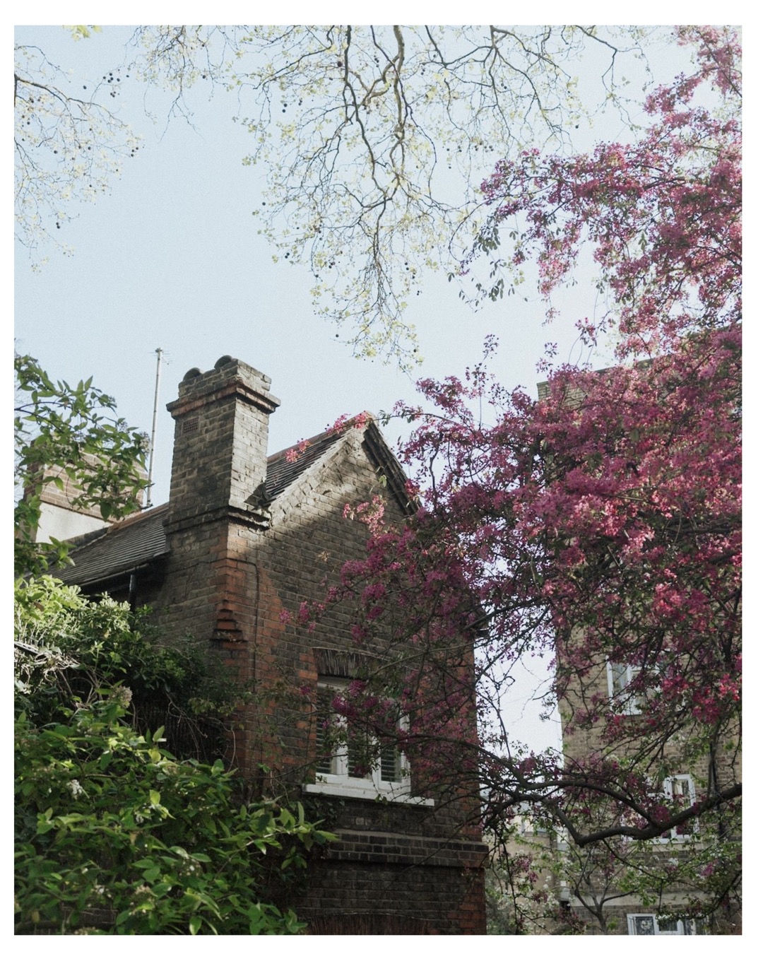 housefront in London with cherryblossoms