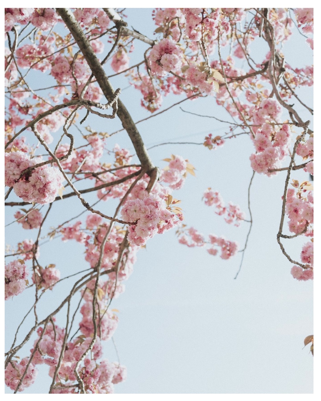 cherry blossom details