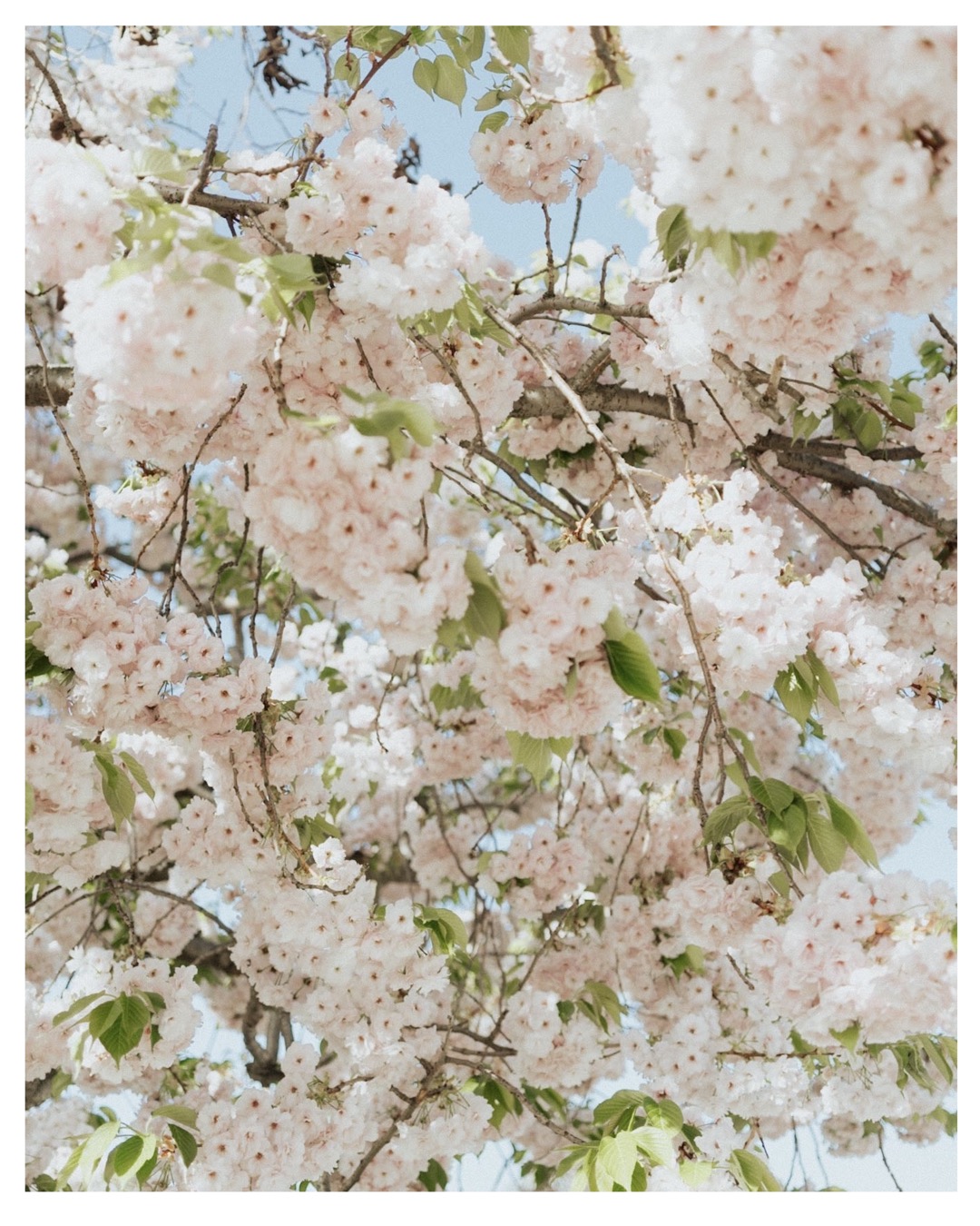 cherry blossoms