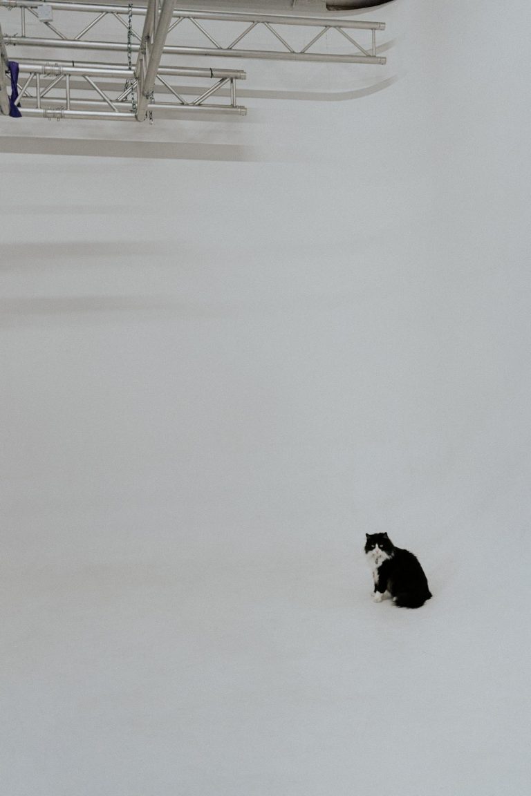 cat in the photo studio of photographer Graham Cann in Southend