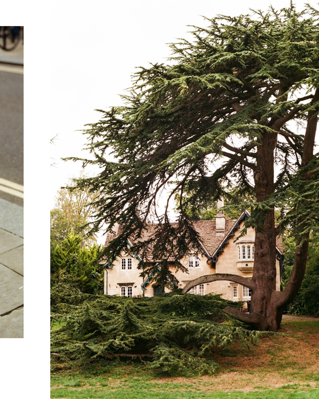 Large ancient cedar tree framing a historic stone cottage in Bath